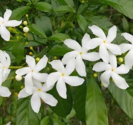 Add flowers to beautify your home Add flowers to beautify your home