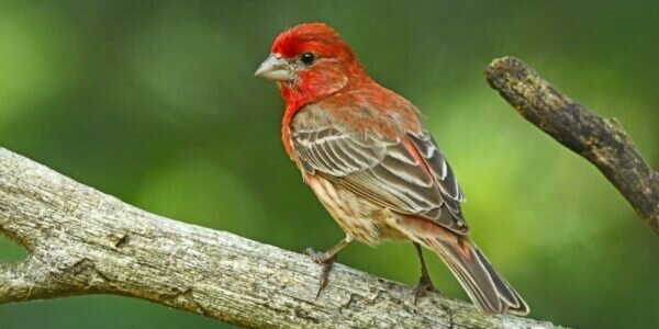 Exploring the Diversity of Finches in South Texas: A Haven for Avian Enthusiasts Exploring the Diversity of Finches in South Texas: A Haven for Avian Enthusiasts