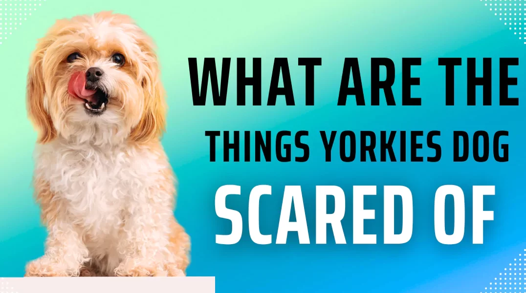What are the Things Yorkies Dog Scared of? What are the Things Yorkies Dog Scared of?